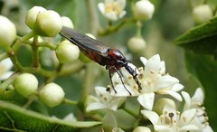 Dilophus nigrostigma