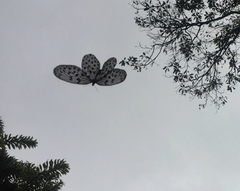 Idea hypermnestra linteata