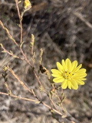 Hemizonia congesta lutescens