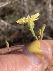 Hemizonia congesta lutescens