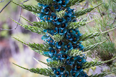 Puya alpestris