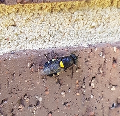 Odontomyia hunteri