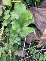 Geum macrophyllum