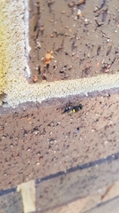 Odontomyia hunteri
