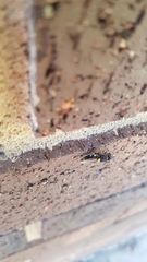 Odontomyia hunteri