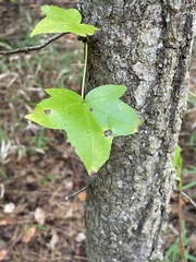 Liquidambar styraciflua