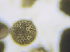 Orbulina