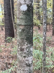 Quercus hemisphaerica