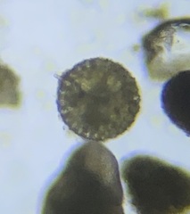 Orbulina