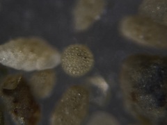 Orbulina
