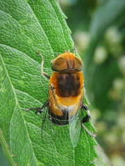 Eristalini