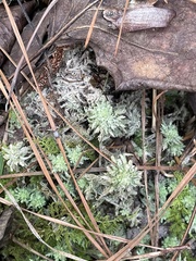 Sphagnum perichaetiale