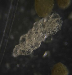 Spiroplectamminoidea