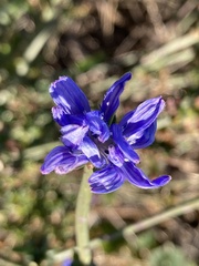 Dipterostemon capitatus