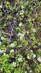 Cotoneaster microphyllus