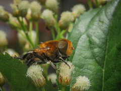 Eristalini