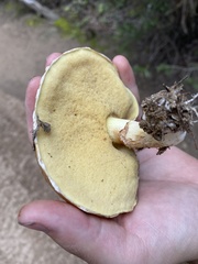 Suillus pseudobrevipes