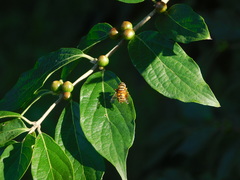 Eristalina
