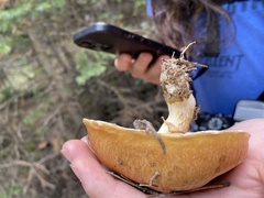 Suillus pseudobrevipes