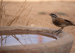 Emberiza capensis