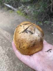 Suillus pseudobrevipes