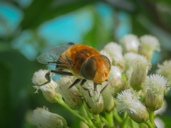 Eristalini