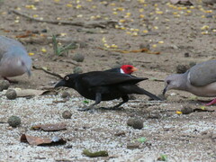 Molothrus oryzivorus