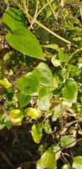 Symplocos paniculata