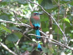 Eumomota superciliosa