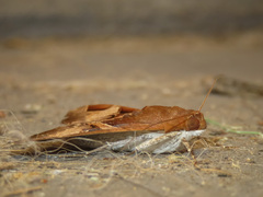 Melipotis fasciolaris