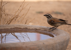Emberiza capensis