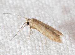 Tischeria quercitella