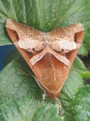 Melipotis fasciolaris