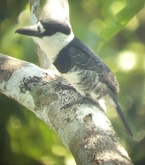 Notharchus macrorhynchos