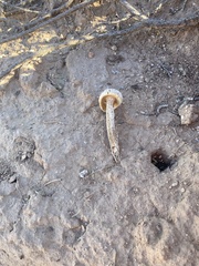 Battarreoides diguetii