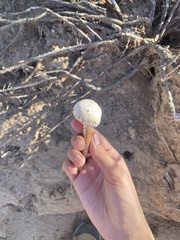 Battarreoides diguetii