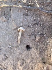 Battarreoides diguetii