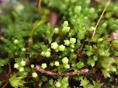 Conostomum tetragonum