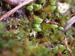 Conostomum tetragonum