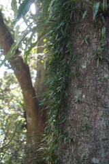 Dendrobium pugioniforme