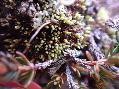 Conostomum tetragonum