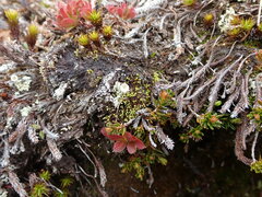Conostomum tetragonum