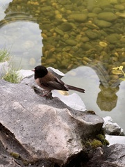Junco hyemalis