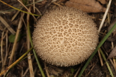 Lycoperdon americanum
