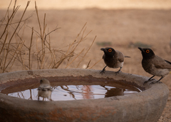 Pycnonotus nigricans