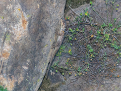 Sceloporus spinosus