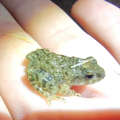 Glandirana rugosa