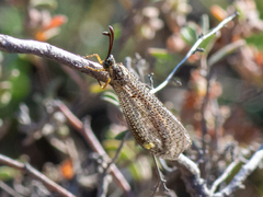 Brachynemurus versutus