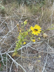 Chrysopsis scabrella
