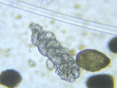 Spiroplectamminoidea